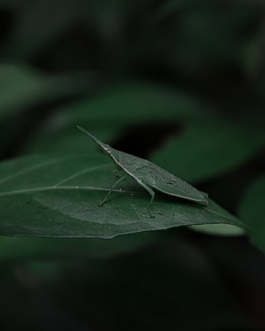 A close-up of a green katydid insect perched on a dark green leaf, with detailed textures of the insect's elongated body, slender legs, and leaf surface visible. The leaf has a smooth surface with fai