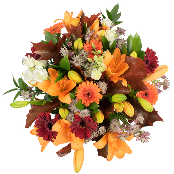 Captured from a slightly elevated angle against a crisp white field, this autumnal bouquet is a study in warm contrasts and layered textures. The arrangement's focal points are bold orange Asiatic lilies-broad-petaled and open-surrounded by many smaller, tightly closed buds ready to unfurl. Bright, cheerful orange Gerbera daisies and profound burgundy-red Gerberas punctuate the mass of flowers, their radial petals creating rhythmic bursts amid softer shapes. Creamy white Lisianthus (or similar small blooms) provide a delicate, ruffled counterbalance, their soft layers almost like paper curls catching the light. Interspersed throughout are muted-purple Astrantia clusters, adding an ethereal, spiky lace that enriches the visual tapestry without overwhelming it. Deep, lobed leaves in reddish-brown and maroon that recall fallen oak or maple leaves are purposefully positioned to echo the season-each leaf's texture and edge visible, like a small study of autumnal decline that still feels celebratory. Fresh green leaves and slim stems thread through the bouquet, giving the overall design breath and architectural poise. Tightly arranged and evidently very fresh, the piece reads as abundant and full-bodied-ideal for a Thanksgiving centrepiece, a housewarming present, or a seasonal wedding favour. As a florist who supplies nearby venues such as Olympia and homes off Old Brompton Road, I imagine this bouquet brightening dining tables and narrow drawing rooms, its colours warmed by soft interior light and its scent promising quiet, floral sweetness with an earthy undertone.