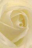 The camera draws you into the heart of a creamy white rose, each petal unfurling in a soft spiral as if the bloom is opening for the first light over Earls Court Road. The edges are so fine and sheer, touched by mellow light that brings out subtle gradations from ivory to gentle gold. Whisper-thin shadows lend depth without drama, accentuating the peaceful character of the scene. The rose embodies tranquility-ideal for expressing thoughtful sympathy, celebration of new beginnings, or admiration for someone cherished. Its understated fragrance seems to float in the air, subtle yet ever-present, evoking quiet mornings or elegant gatherings in local venues. As captured by the eyes of a skilled Earls Court florist, the rose's pure form holds a wealth of emotion, artistry, and local tradition, transforming any occasion into something truly meaningful and memorable.